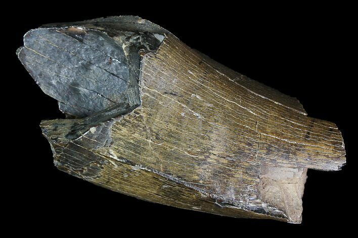 Partial Tyrannosaurus Rex Tooth - Montana #92793